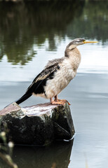 australisian darter austraian darter in victoria Australia