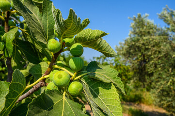 Ripe green figs hanging from a fig tree branch in sunlight with copy space image
