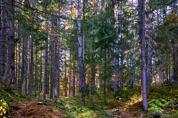 Fototapeta premium Shadow September green forest thicket with firs and bushes