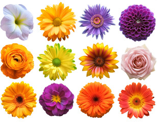 Set aus Blumen, isoliert auf wei&szlig;en Hintergrund, Freisteller