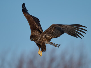 White-tailed eagle (haliaeetus albicilla)