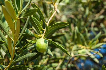 green olives on a branch, ripening brown olive, olive tree