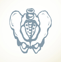 Vector drawing. Pelvic bones icon