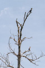 Cormorants sit on the branches of a dry tree in the wild.