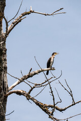 Cormorant sit on the branches of a dry tree in the wild.