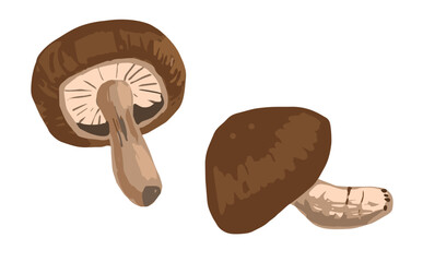 椎茸のイラスト