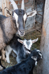 goat and kids in his house