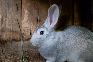 Beautiful fluffy brown rabbit in his cage on a farm.