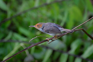 Ashy tailorbird perching on a tree branch. Photographed  near Jurong Lake in the western part of Singapore.