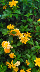 Lantana, tropical flowering plant