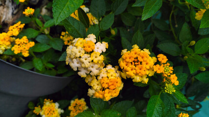 lantana, evergreen shrub with yellow flowers