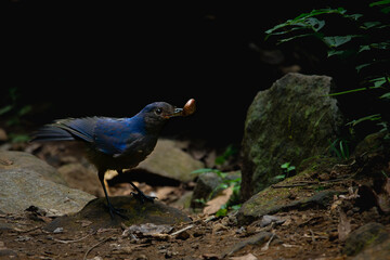 Javan whistling thrush (Myophonus glaucinus) perching on forest rock in Gunung Gede National Park, Indonesia. Natural bokeh background