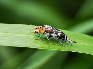 Adult Small Flea Beetle of the Subfamily