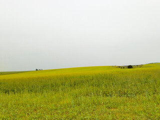 Field of Green and Yellow Under a Cloudy Sky