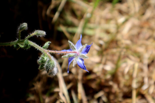 fleur de bourache
