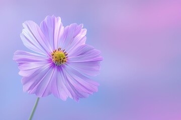 Fototapeta premium Summer garden blooms with beautiful flowers.