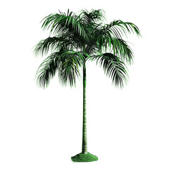 Obraz premium 3D rendering of coconut palm trees soft smooth lighting
