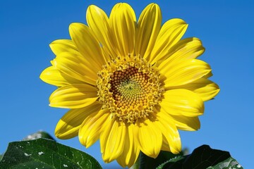 Naklejka premium Close up summer flower sunny day Close up summer flower sunny day
