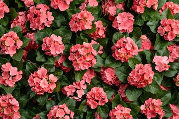 Hortensia pink flowers  Hydrangea flowers