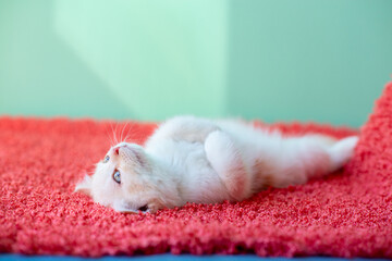 Cute little white kitten lying on pink plaid at home before going to sleep