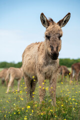 Hungarian common donkey is in the green blooming field