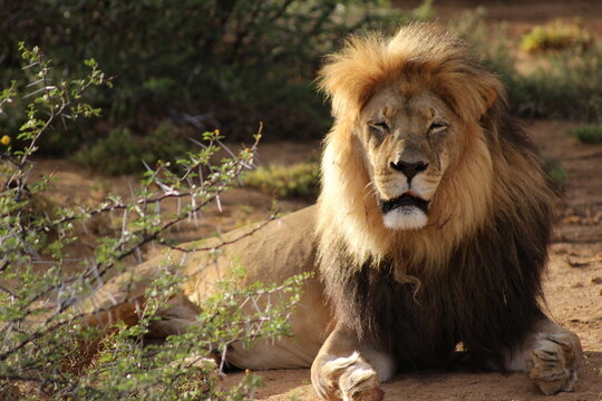 S&uuml;dafrika, Tiere