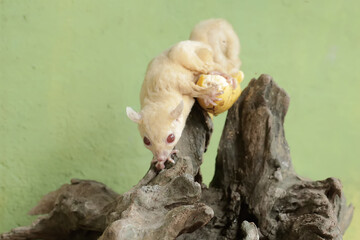 An albino sugar glider is eating a banana fruit on a dry tree trunk. This marsupial has the scientific name Petaurus breviceps.