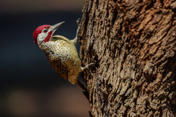 Cardinal woodpecker foraging for insects