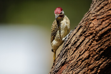 Cardinal woodpecker foraging for insects