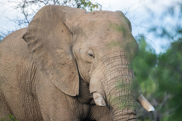 Obraz premium African elephant in a national park in south africa