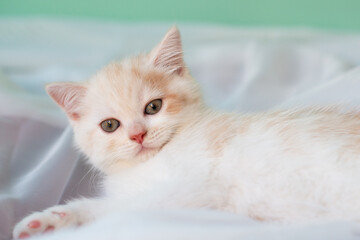 Small cute white British kitten lies and rests on the sofa at home, covered with a light organza...
