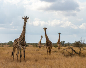 giraffe in the savannah