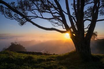 Sunrise over Mt Eden summit with volcanic crater in the fog. Sun starbursts shine through a huge Pohutukawa tree. Auckland.