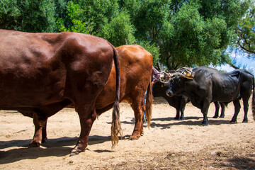 Dos parejas de bueyes en Do&ntilde;ana, Espa&ntilde;a