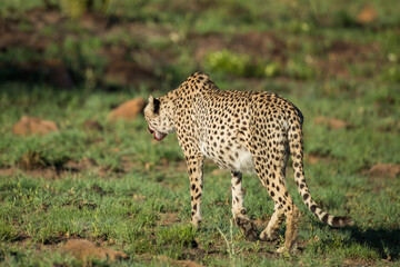 Cheetah walking in the savannah