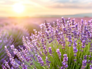 Obraz premium A vast lavender field at sunset, with mountains in the background