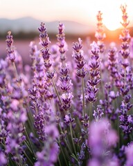 Obraz premium A vast lavender field at sunset, with mountains in the background