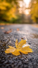 yellow maple leaf lies on the asphalt of an empty road