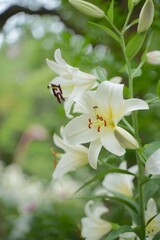 日本、東京、日比谷公園の百合の花