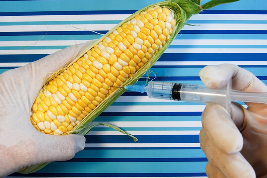 genetically modified corn cob with syringe on striped surface