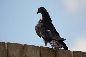 dove standing on the wall
