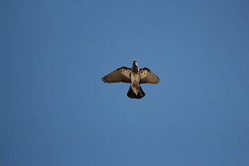 Dove flying in the blue sky