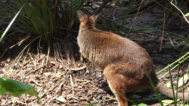 A red legged pademelon, a small wallaby and a tiny cousin of the kangaroo, sniffs and smells and looks for food at the edge of a forest in Queensland, Australia.
