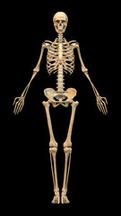 Female skeleton with vertical black background