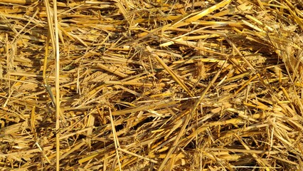 Close-up of fresh wheat straw arranged as a natural background
