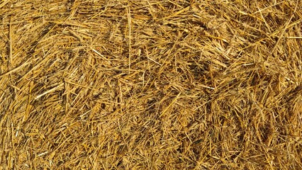 Fresh wheat straw,straw background,close up