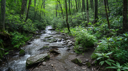 Obraz premium Hike the Apalechian Trail through the scenic Great Smoky Mountains National Park, known for its stunning views and diverse wildlife.