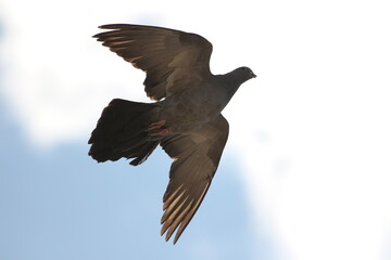 dove flying in cloudy sky