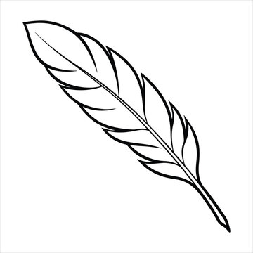 recommend clip art: A feather line art vector