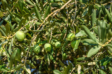 Olives ripening on branches in the garden